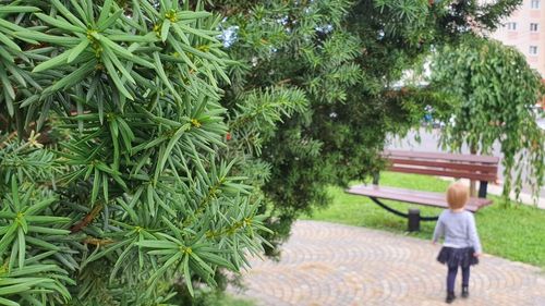 O plantă otrăvitoare se află în mijlocul unui loc de joacă din Sibiu / Nu poate fi tăiată pentru că este monument al naturii, fiind extrem de rară  / Primăria: Planta este toxică doar dacă este înghițită
