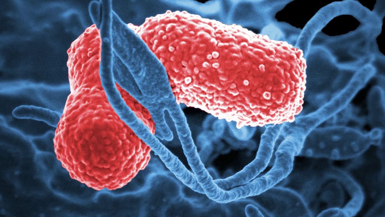 Un virus capabil să ucidă o superbacterie, descoperit într-un pârâu din Australia
