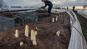 Sezonul sparanghelului: Românii și polonezii, înlocuiți cu muncitori din Georgia pe câmpurile din Germania/ Georgienii își plătesc singuri avionul