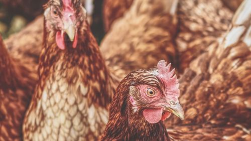 33.000 de păsări au fost eutanasiate într-o fermă din Giurgiu / Focar de gripă aviară