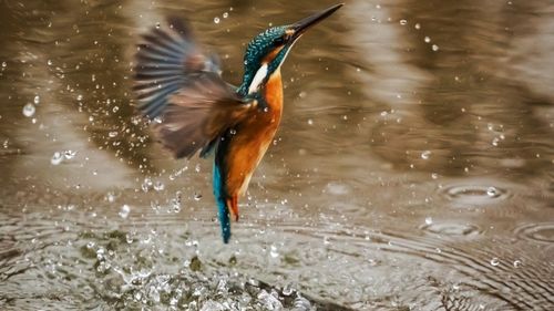 Album cu sunete emise de păsări pe cale de dispariţie, înaintea ABBA şi The Weeknd în topul australian