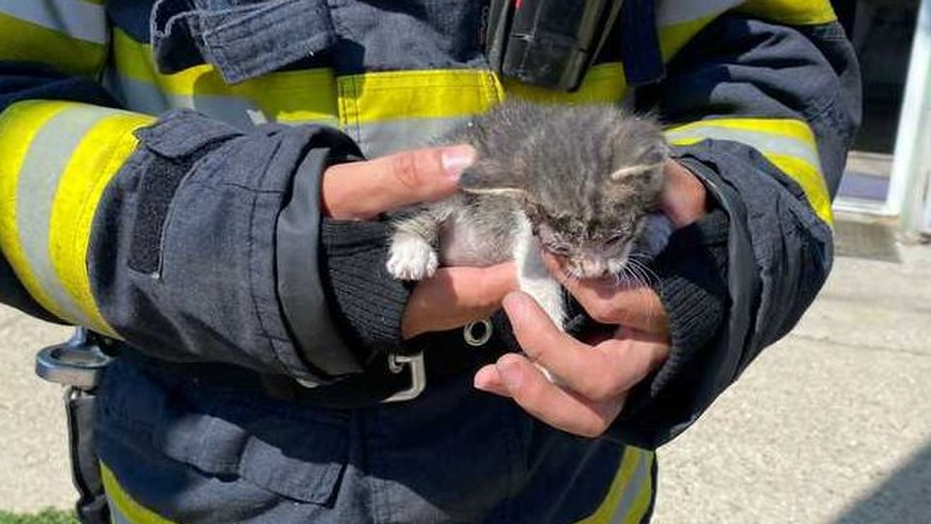 Un pisoi a fost salvat de pompieri dintr-un tavan fals, într-o localitate timișoreană