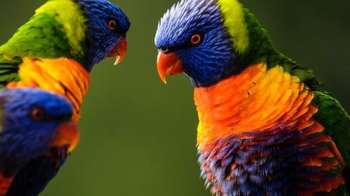 VIDEO Cel mai mare tărâm zoo destinat păsărilor a fost inaugurat într-o localitate din Franța, anunță proprietarii ZooParc de Beauval