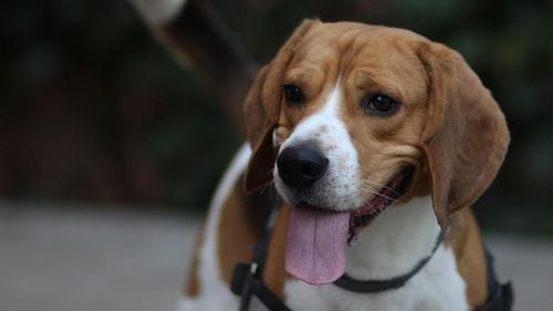 Câinii ghizi ai persoanelor nevăzătoare vor putea avea acces oriunde: magazine, transport în comun, instituții publice. Parlamentul a votat proiectul de lege al USR