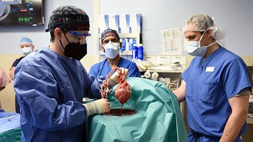 VIDEO Premieră mondială: Un american a primit o inimă de porc într-un transplant efectuat cu succes la Universitatea Maryland