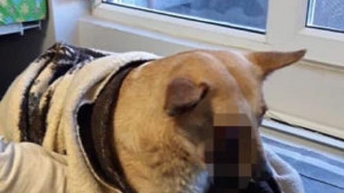 Principalii suspecți în cazul câinelui desfigurat de o petardă sunt niște copii, anunță anchetatorii