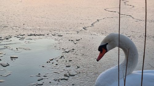 Zeci de lebede care iernează pe malul Prutului, hrănite de localnici cu boabe de porumb