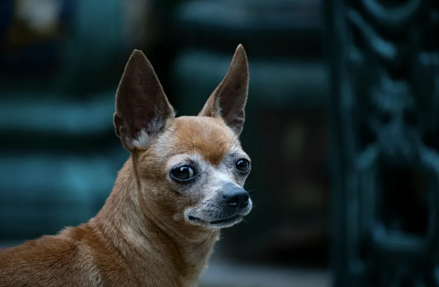 pets, animale de companie, mostenitoare, chiuaua 