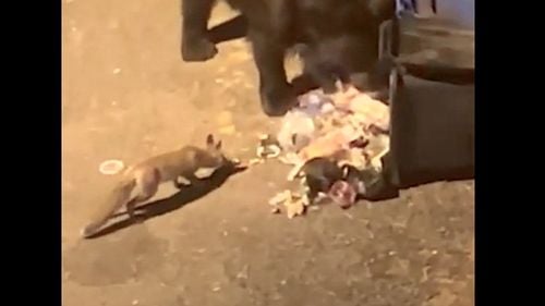 VIDEO Un urs ia cina alături de o vulpe / Animalele au dărâmat o pubelă și au scotocit împreună prin pungile de gunoi
