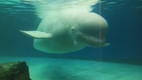 "Beluga-spion" găsită moartă  în sud-vestul Norvegiei ar fi fost ucisă intenţionat, susţin două ONG-uri