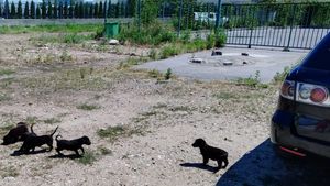O femeie din Râmnicu Vâlcea, amendată cu 3.000 de lei pentru că a abandonat 5 cățeluși