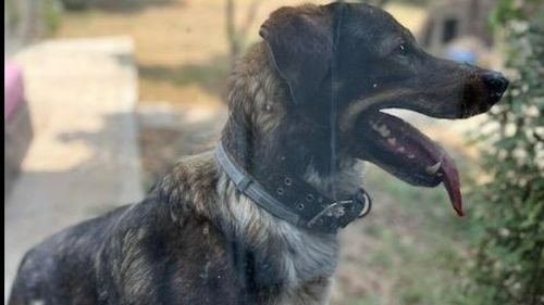 Ludovic Orban: Câinele Toby, „alungat” din sediul PNL, are o nouă casă și o familie care va avea grijă de el