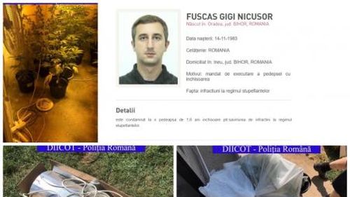Bihor: Un fermier condamnat definitiv la închisoare cu executare, după ce a fost prins cu o cultură de cannabis în grădină, a fost găsit de polițiști după aproape 9 luni de căutări / El ar fi obţinut inclusiv fonduri europene pentru o fermă de legume
