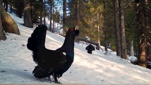FOTO Imagini rare cu „parada nupțială” a cocoșului de munte, surprinse în Parcul Natural Apuseni