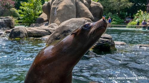 Cercetătorii australieni folosesc lei-de-mare pentru a cartografia habitatele de pe fundul mării