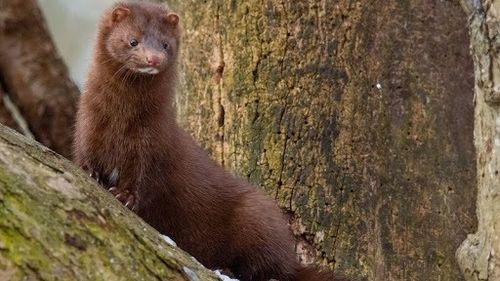 Noua tulpină de coronavirus, descoperită la nurci în Polonia, poate fi transmisă către om