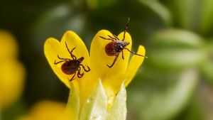 STUDIU: A fost identificat un antibiotic care ar putea videca boala Lyme / Transmisă prin muşcătura căpuşelor, boala afectează anual una din zece persoane la nivel mondial