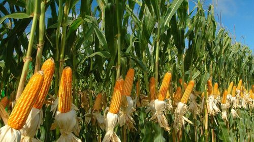 Fermierii români rămân cu despăgubiri de 10 milioane euro de la UE pentru cerealele din Ucraina / USR și Forța Dreptei cer demisia ministrului Petre Daea