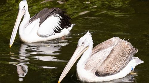 Grădina zoologică din Berlin a fost închisă din cauza unui caz de gripă aviară / Zoo Berlin are milioane de vizitatori anual și nu a anunțat când își va redeschide porțile