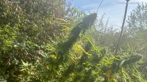 Plantaţie de cannabis, descoperită de procurorii DIICOT în judeţul Timiş/ Aceasta era ascunsă după un stufăriş/ Seminţele, aduse din Olanda