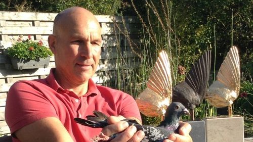 Ce mai fură românii: porumbei voiajori de elită din Belgia în valoare de sute de mii de euro