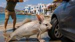 Isteria ”peștele-iepure ucigaș” de pe grupurile de Facebook despre Grecia și meme-urile din afara lor / Cum s-a transformat o problemă a pescarilor într-una falsă a turiștilor / Specia apare de peste 20 de ani în apele Greciei