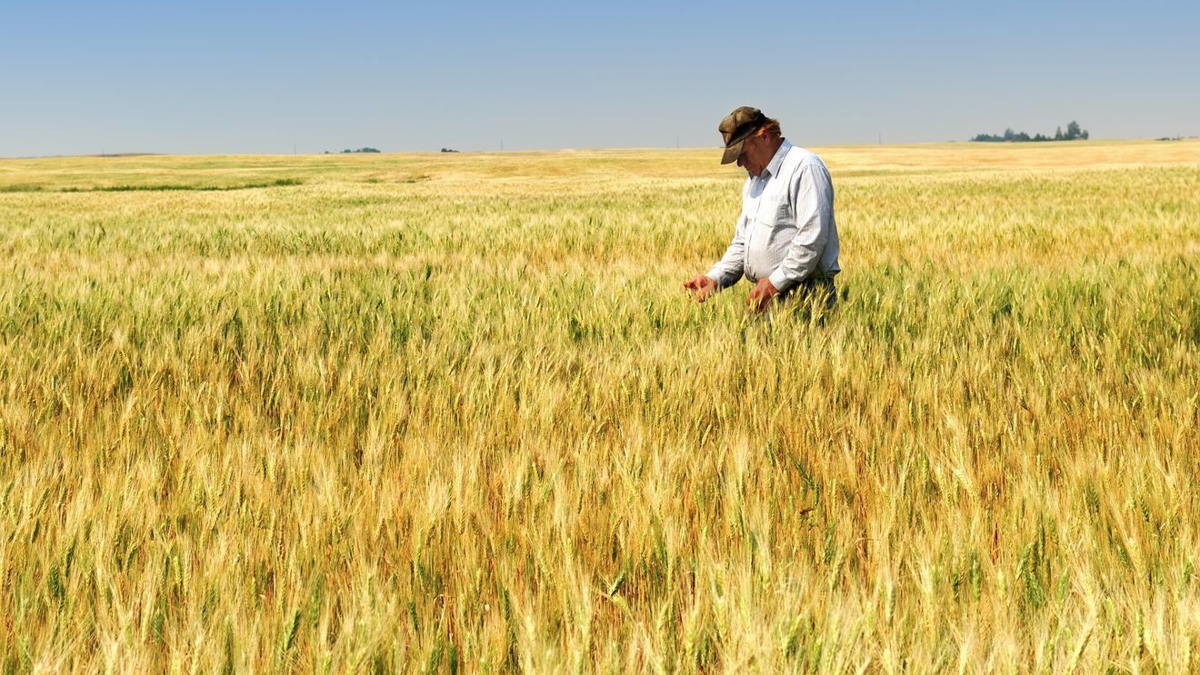 Motorina scumpă lovește agricultura / Fermierii vorbesc despre costuri tot mai greu de dus: „Am cumpărat motorină pe credit”