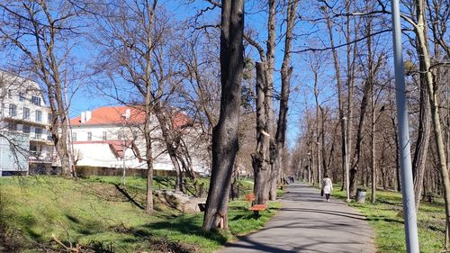 Sibiul digitalizează natura: Aplicație inovatoare pentru gestionarea spațiului verde / Fiecare arbore din oraș va avea o fișă tehnică detaliată ce poate fi accesată online