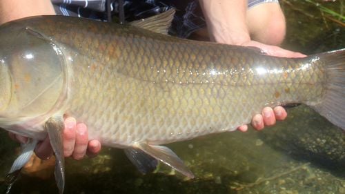 Bigmouth buffalo: Peștele misterios care trăiește un secol și nu se degradează odată cu vârsta