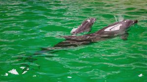 A murit “Baby”, primul pui de delfin născut la Constanța / Peste jumătate din puii de delfin născuți în captivitate la nivel mondial nu supraviețuiesc mai mult de un an
