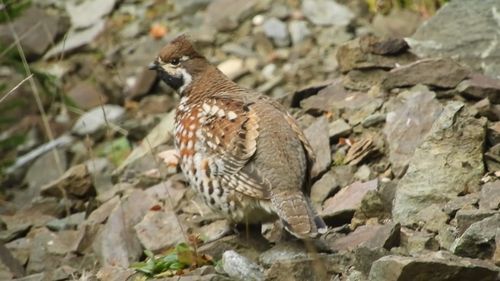 VIDEO O pasăre rară a reapărut în Parcul Natural Bucegi, după o lungă absență / Ierunca, sau găinușa de alun, este extrem de greu de găsit în mediul său natural