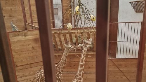 Meniu special de Paște pentru animalele de la Zoo Tg. Mureș / Caprele alpine, girafele, suricatele și țestoasele primesc hrană în formă de ouă