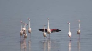 VIDEO Flamingii au revenit în Delta Dunării