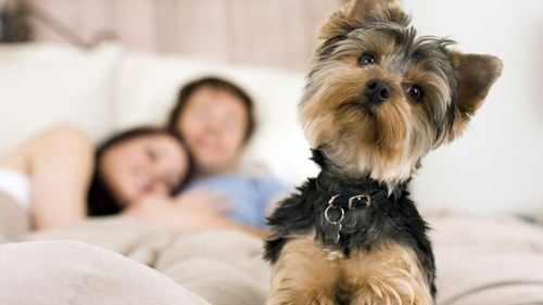 Un nou studiu arată: Creșterea unui cățel poate fi mai dificilă decât pare. Iată de ce 1 din 3 familii se simte copleșită