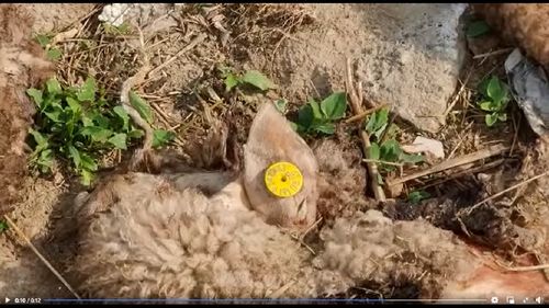 Fostul șef al Gărzii de Mediu Octavian Berceanu: „Mii de metri pătrați acoperiți cu organe de animale, in soare!”/ Recent, un oficial european a descris situația mediului din România ca fiind „ecocid, sau mai bine zis suicid național”