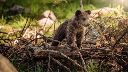 Propunere: brandurile care folosesc imaginea sau cuvântul „urs” în identitatea lor să plătească copyright animalelor / Cu banii strânși ar urma să se construiască un sanctuar pentru urși