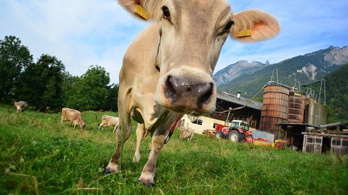 Armata elveţiană transportă apă cu elicopterul pentru animalele fermierilor