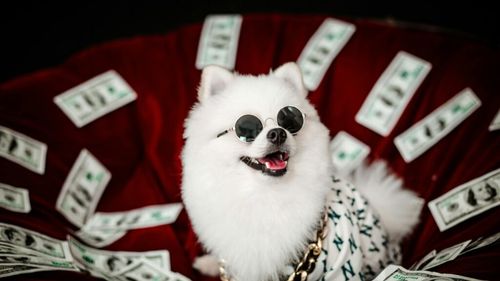 Costurile îngrijirii animalelor de companie sunt în creștere, dar dragostea pentru ele rămâne la fel de puternică: Ce ne spun ultimele sondaje despre tendințele din SUA