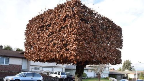 Tehnică nouă de toaletare a arborilor aplicată în Sibiu: Vor avea coroana dreptunghiulară / ”După toaletare şi fixarea cadrului, noua formă a coroanei va rezulta în 2-3 ani”