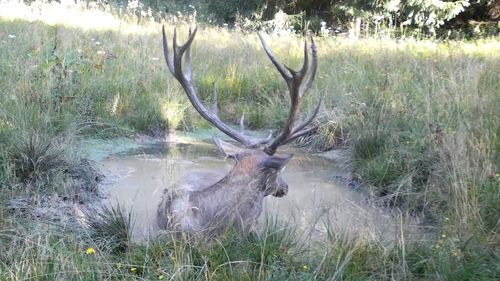 VIDEO Pauza de respirație: Un cerb se crede pisică și se ”luptă” cu o băltoacă din Parcul Natural Apuseni