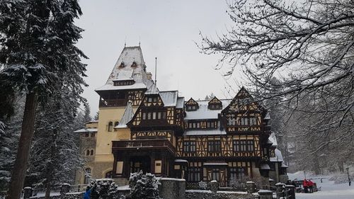 Prahova: Mesaj RO-ALERT după ce a fost semnalată prezența unei ursoaice cu pui în zona Castelului Peleș