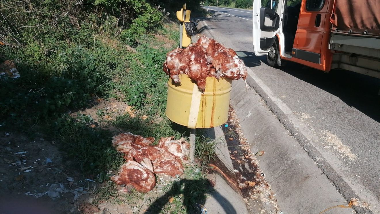 Sute de găini moarte, aruncate în mai multe parcări pe DN14, în județul Sibiu / ”O să ne uităm pe camere să vedem cine le-a aruncat”