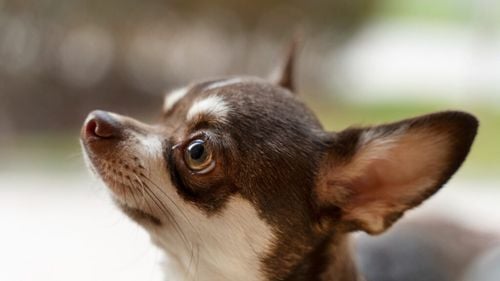 Rasele de câini cel mai afectate de deformări ale pleoapelor: Studiu pe 2 milioane de câini