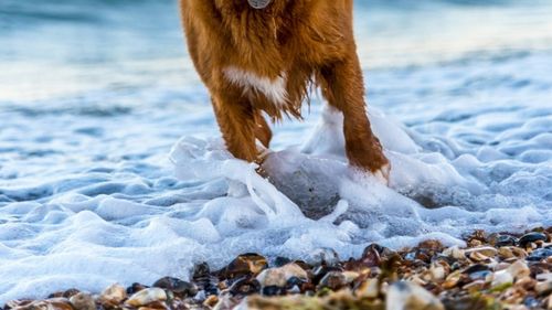 Sfaturi pentru cei care îşi doresc un câine: Tu știi de câtă disponibilitate financiară și mai ales emoțională ai nevoie?