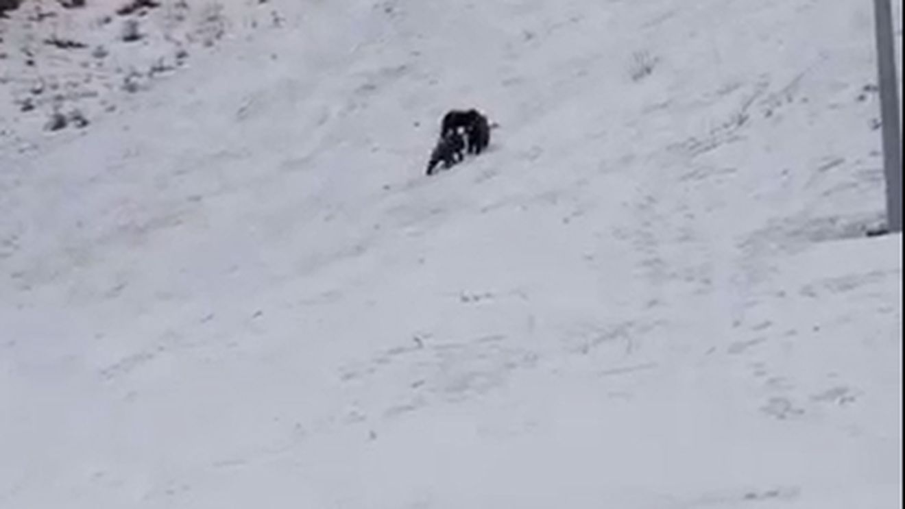 Primăria Brașov explică de ce urșii de pe pârtie nu au fost capturați / ”Avem obligaţia legală să repetăm operaţiunea” / Avertisment pentru schiori: „Urșii nu sunt atracție”