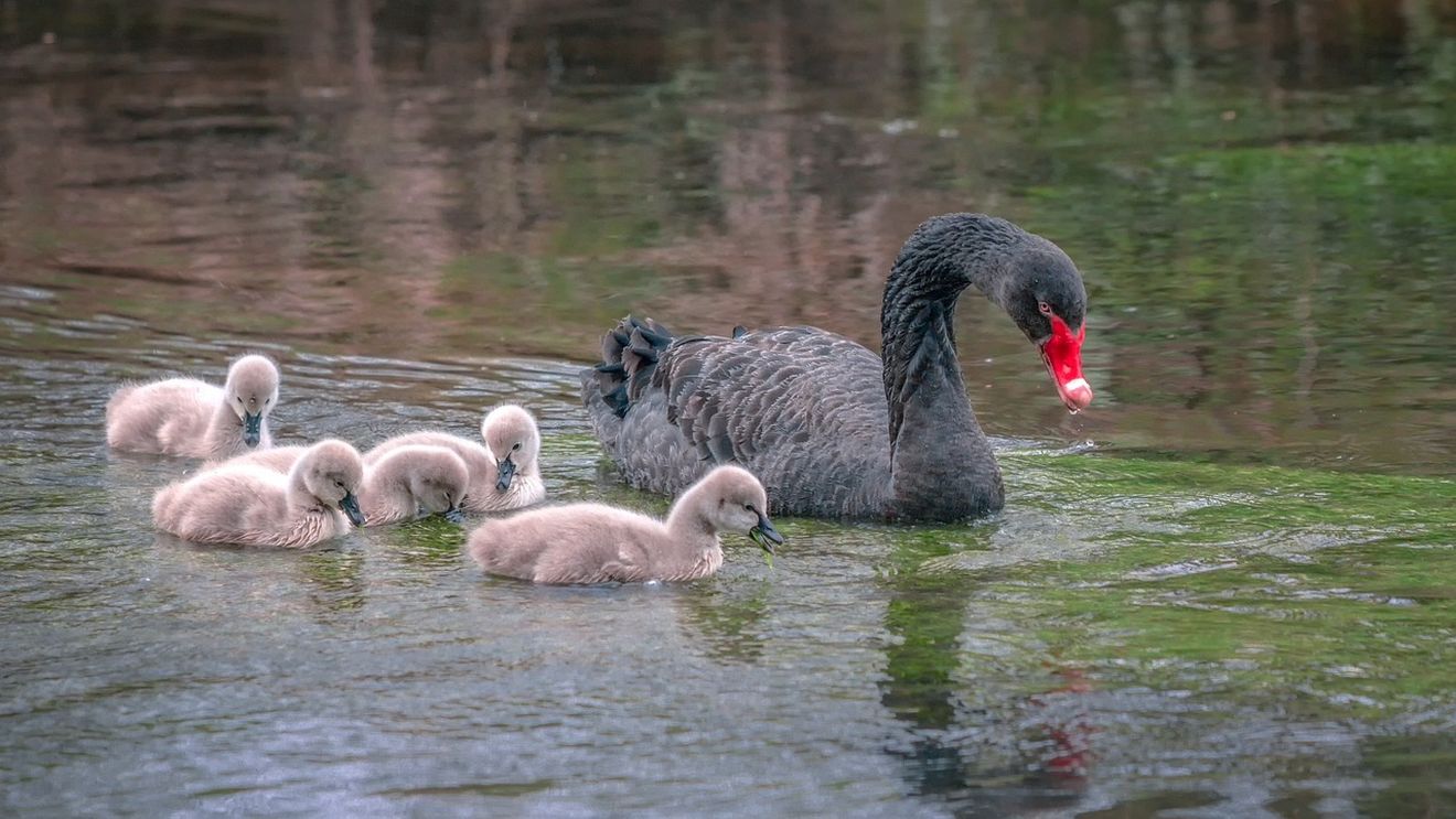 Vor fi aduse din nou lebede pe lacul Cetății Făgăraș / ”Inventarele Cetății din secolul XVII pomenesc despre existența a șase lebede. Îngrijirea acestora a căzut în seama principeselor Transilvaniei”