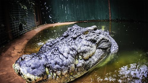 Cel mai mare crocodil din lume aflat în captivitate a murit / Cassius ar fi avut cel puțin 110 ani