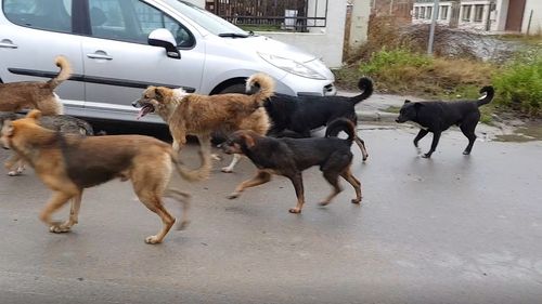 VIDEO Nicușor Dan, prima conferință la peste o săptămână de la moartea Anei Oroș, activista ucisă de câini în Lacul Morii: ”Voi propune o sumă consistentă pentru microcipare și sterilizare sistematică/ Nu vom sancționa decât bucureștenii care se opun”