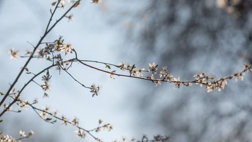 Meteorologii anunţă că şi în luna februarie temperaturile vor fi peste valorile obişnuite din această perioadă