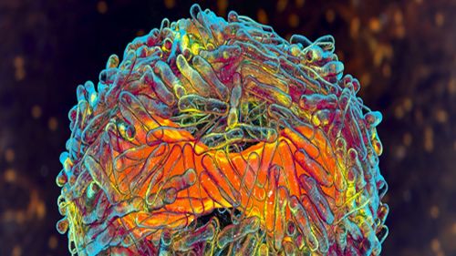 Centrul European pentru Prevenirea şi Controlul Bolilor a ridicat nivelul de risc pentru mpox de la ”scăzut” la ”moderat”